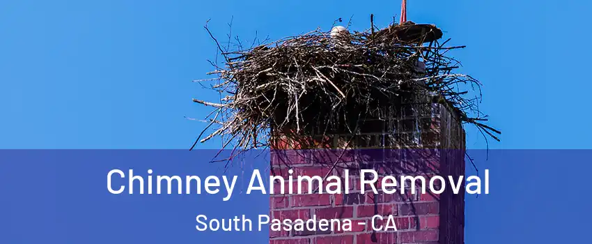 Chimney Animal Removal South Pasadena - CA