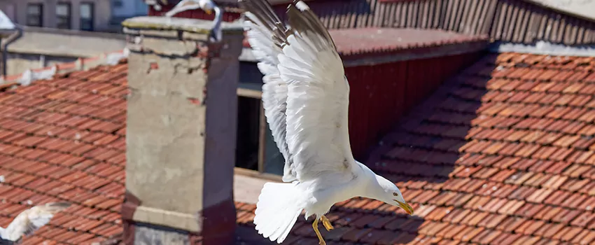 Residential Chimney Animal Removal Solution in South Pasadena, CA